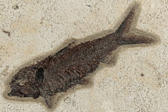 Fossil Fish (Knightia) - Green River Formation #189265